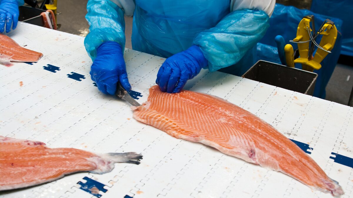 魚の加工工場向けエアーコンプレッサーの選び方｜ブリ・サバ（鯖）・シャケ（鮭）の頭を落とす工程に最適